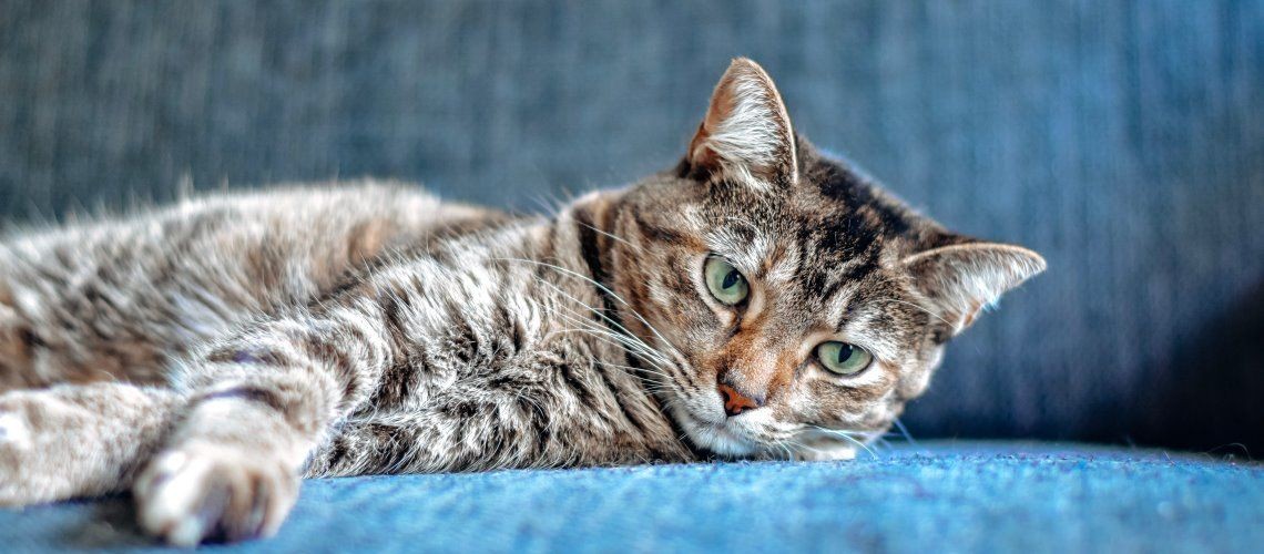 Cibo vegano per gatti – cosa dice la scienza e quando ha senso